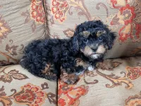 Toy Poodle Female, a female Poodle - Toy  for sale in Lexington, NC – 3 of 3