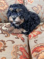 Toy Poodle Female, a female Poodle - Toy  for sale in Lexington, NC – 2 of 3