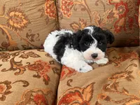 Schnoodle Female , a female Schnoodle for sale in Lexington, NC – 2 of 3