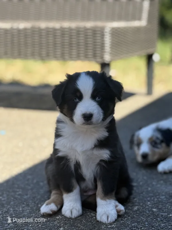Chevy – Miniature Australian Shepherd puppy for sale in Newberg, OR