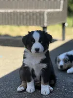 Chevy, a male Miniature Australian Shepherd for sale in Newberg, OR – 1 of 2