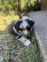 Cookie, a male Miniature Australian Shepherd for sale in Newberg, OR – 3 of 5