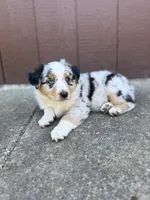 Daytona, a female Miniature Australian Shepherd for sale in Newberg, OR – 2 of 4