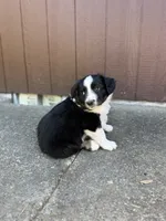 Ace, a male Miniature Australian Shepherd for sale in Newberg, OR – 1 of 5