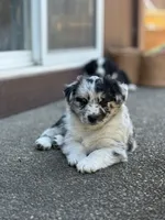 Pepper, a male Miniature Australian Shepherd for sale in Newberg, OR – 4 of 6