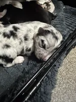 Pepper, a male Miniature Australian Shepherd for sale in Newberg, OR – 6 of 6