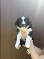 Ace, a male Miniature Australian Shepherd for sale in Newberg, OR – 3 of 5