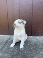 Shasta, a female Miniature Australian Shepherd for sale in Newberg, OR – 3 of 4