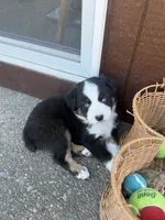 Chevy, a male Miniature Australian Shepherd for sale in Newberg, OR – 2 of 2