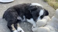 Ace, a male Miniature Australian Shepherd for sale in Newberg, OR – 5 of 5