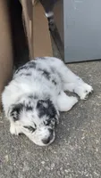 Pepper, a male Miniature Australian Shepherd for sale in Newberg, OR – 5 of 6