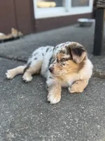 Jack, a male Miniature Australian Shepherd for sale in Newberg, OR – 2 of 4