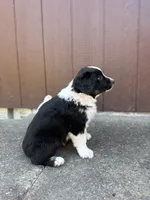 Ace, a male Miniature Australian Shepherd for sale in Newberg, OR – 2 of 5