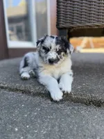 Pepper, a male Miniature Australian Shepherd for sale in Newberg, OR – 3 of 6