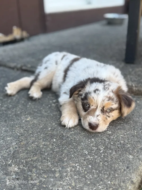 Jack – Miniature Australian Shepherd puppy for sale in Newberg, OR