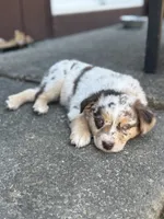 Jack, a male Miniature Australian Shepherd for sale in Newberg, OR – 1 of 4