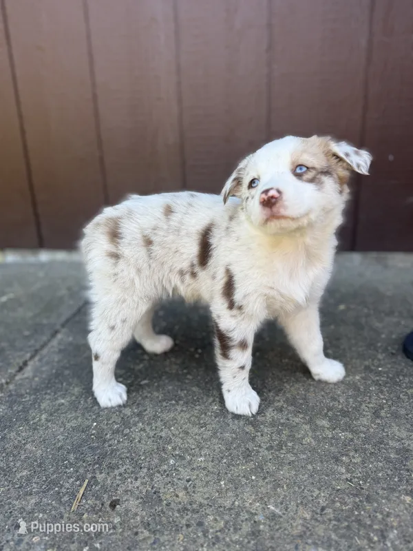 Shasta – Miniature Australian Shepherd puppy for sale in Newberg, OR