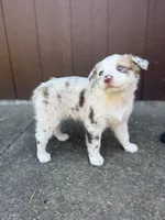 Shasta, a female Miniature Australian Shepherd for sale in Newberg, OR – 1 of 4