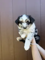 Cookie, a male Miniature Australian Shepherd for sale in Newberg, OR – 2 of 5