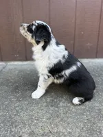 Cookie, a male Miniature Australian Shepherd for sale in Newberg, OR – 5 of 5