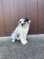 Pepper, a male Miniature Australian Shepherd for sale in Newberg, OR – 2 of 6