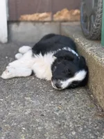 Ace, a male Miniature Australian Shepherd for sale in Newberg, OR – 4 of 5
