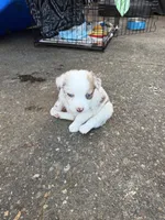 Shasta, a female Miniature Australian Shepherd for sale in Newberg, OR – 4 of 4
