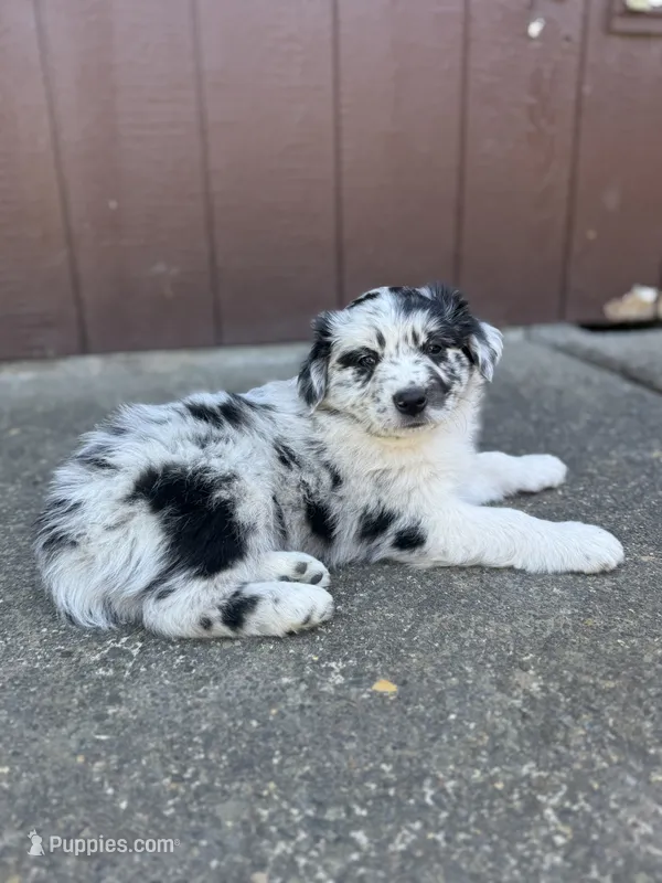 Pepper – Miniature Australian Shepherd puppy for sale in Newberg, OR