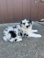 Pepper, a male Miniature Australian Shepherd for sale in Newberg, OR – 1 of 6