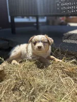 Jack, a male Miniature Australian Shepherd for sale in Newberg, OR – 3 of 4
