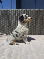 Daytona, a female Miniature Australian Shepherd for sale in Newberg, OR – 3 of 4