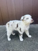 Shasta, a female Miniature Australian Shepherd for sale in Newberg, OR – 2 of 4