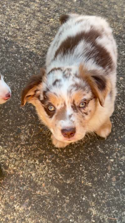 Jack, a male Miniature Australian Shepherd for sale in Newberg, OR – 4 of 4