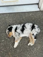 Daytona, a female Miniature Australian Shepherd for sale in Newberg, OR – 4 of 4