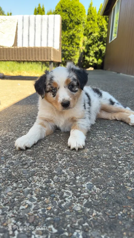 Daytona – Miniature Australian Shepherd puppy for sale in Newberg, OR