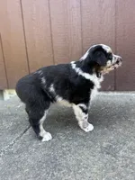Cookie, a male Miniature Australian Shepherd for sale in Newberg, OR – 4 of 5