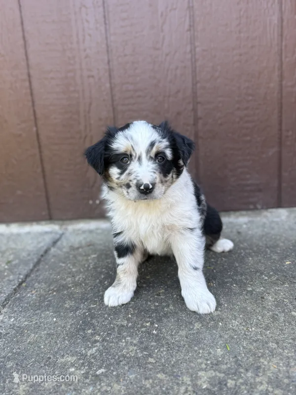 Cookie – Miniature Australian Shepherd puppy for sale in Newberg, OR