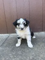 Cookie, a male Miniature Australian Shepherd for sale in Newberg, OR – 1 of 5