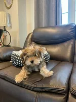 Chester, a male Morkie for sale in Austin, MN – Photo 2 of 7