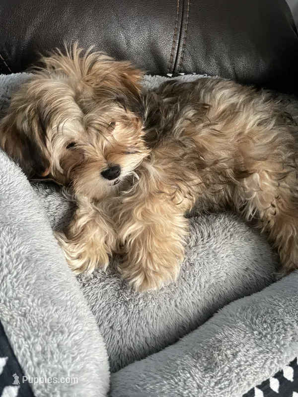 Chester, a male Morkie for sale in Austin, MN – Photo 1 of 7