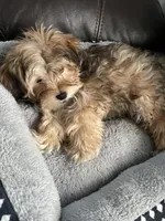 Chester, a male Morkie for sale in Austin, MN – Photo 1 of 7