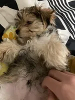 Chester, a male Morkie for sale in Austin, MN – Photo 6 of 7