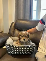 Chester, a male Morkie for sale in Austin, MN – Photo 3 of 7