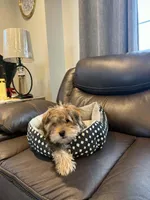 Chester, a male Morkie for sale in Austin, MN – Photo 5 of 7