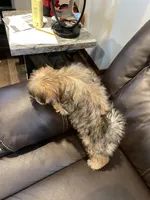 Chester, a male Morkie for sale in Austin, MN – Photo 7 of 7