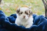 Mimosa , a female Shihpoo and Shih Tzu for sale in Brattleboro, VT – 2 of 3