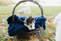  Sangria, a female Shihpoo and Shih Tzu for sale in Brattleboro, VT – 3 of 9