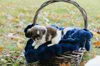  Sangria, a female Shihpoo and Shih Tzu for sale in Brattleboro, VT – 7 of 9