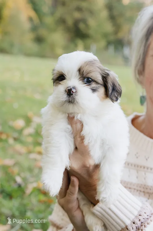 Whiskey Johnny – Shihpoo, Shih Tzu puppy for sale in Brattleboro, VT