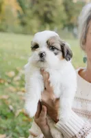 Whiskey Johnny, a male Shihpoo and Shih Tzu for sale in Brattleboro, VT – 4 of 8